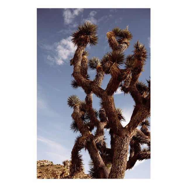 The unique forms of Joshua Tree, California, captured in rich Desert tones. Unframed photograph on 100% cotton fine art...