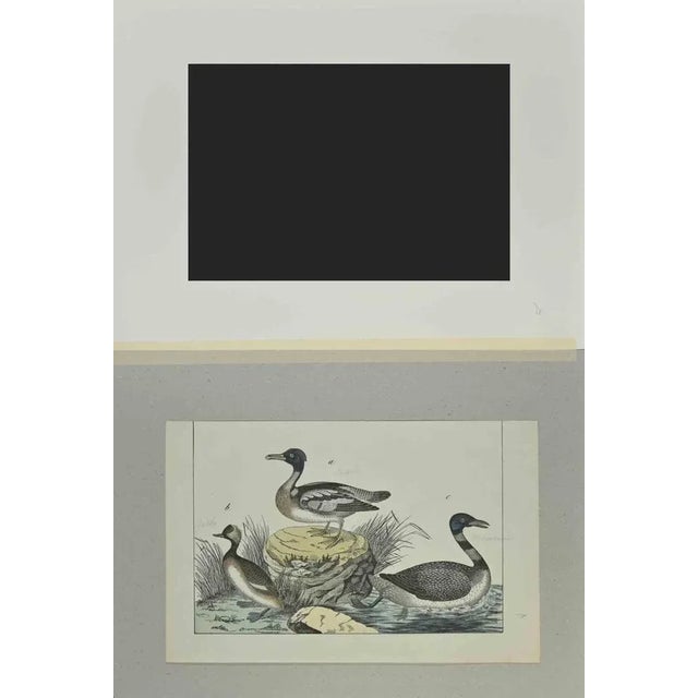 Ducks is an Etching hand colored realized by Gotthilf Heinrich von Schubert - Johann Friedrich Naumann, Illustration from...