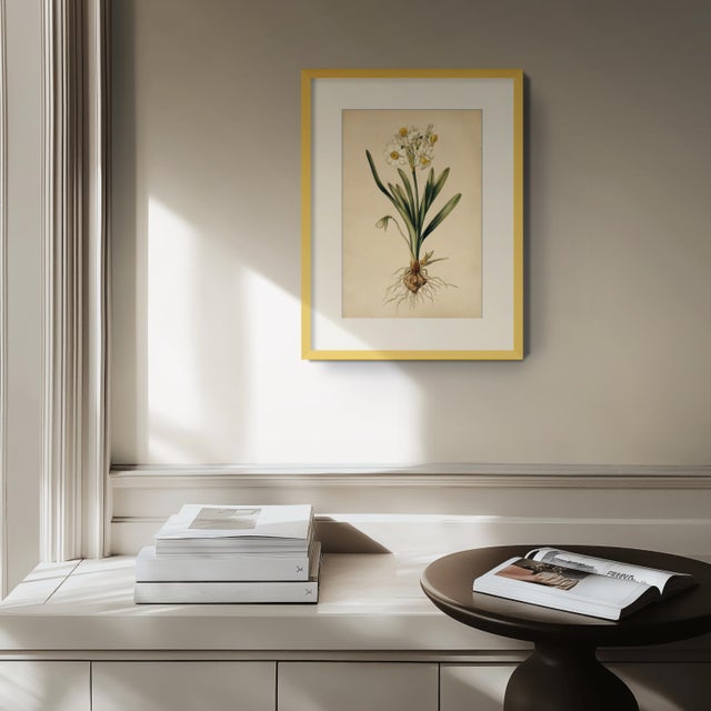 English 6" X 9" 'Wild Daffodil' or 'Lent Lily' - Original Botanical Floral Watercolor & Pencil Fine Art Print /Herbarium For Sale - Image 3 of 5