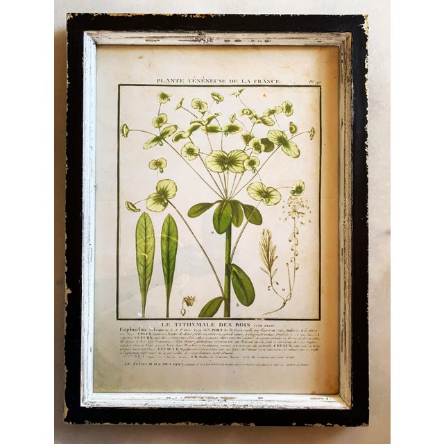 Vintage French Botanical Prints Reproductions Framed - Set of 4 | Chairish