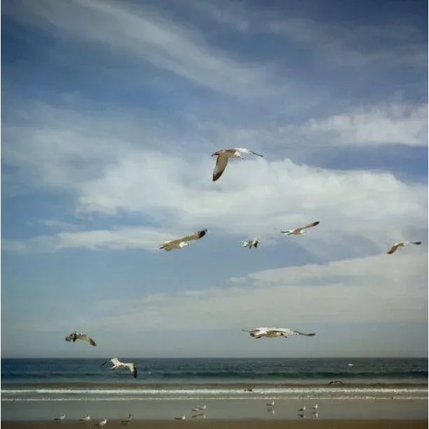 San Diego Gulls 1956 Seagulls over a beach in San Diego, California, October 1956. (Photo by Slim Aarons) Slim Aarons was...