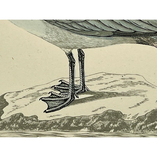 Cream Antique Hand Tinted Bird Print From England Featuring a Buffon’s Skua Perched on a Rock - Circa 1888 For Sale - Image 8 of 12