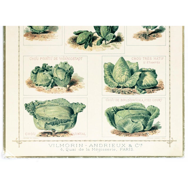 Art Deco 1920's French Botanical Cardboard - Choux N.1 (Cabbage) For Sale - Image 3 of 4