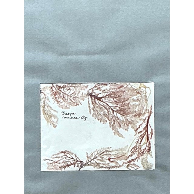 Wood Vintage Pressed Specimen Clippings - Set of 5 For Sale - Image 7 of 12