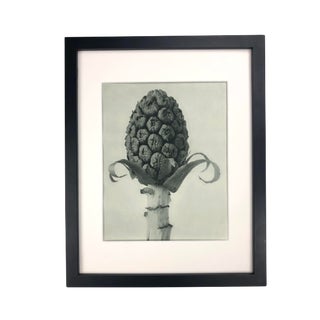 Framed Antique Photogravure Blossfeldt Botanical Print - No. 60 For Sale