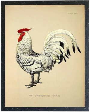 Zilverbonte Haan Rooster 20x26