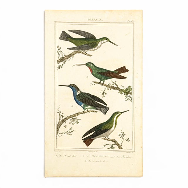 Illustration 19th-Century Hummingbird Study | Set of 4 Buffon Hand-Colored Antique Bird Prints For Sale - Image 3 of 6