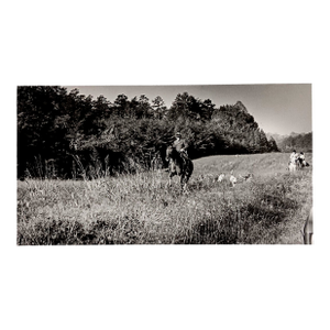 1977 North Carolina Fox Hunt Black and White Photograph