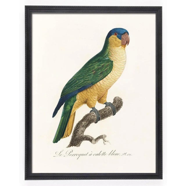 Reproduction Antique 1805 French Parrot Prints - Set of 12 For Sale - Image 4 of 13