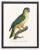 Reproduction Antique 1805 French Parrot Prints - Set of 12 For Sale - Image 4 of 13