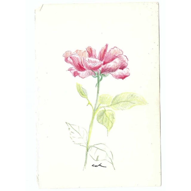 Drawing of a single flower by New York artist Myriam Cahn (1933-2018). Salmagundi Club named an award after her in 2019....