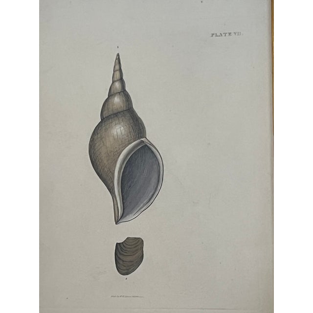 Printmaking Materials Antique Shell Engraving in Deep Inset Frame For Sale - Image 7 of 11