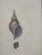 Printmaking Materials Antique Shell Engraving in Deep Inset Frame For Sale - Image 7 of 11