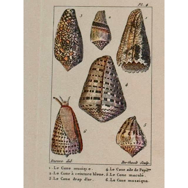 French Set of Six 18th Century French Hand Colored Shell Engravings Panckoucke Tableau Encyclopédique c.1790 For Sale - Image 3 of 8