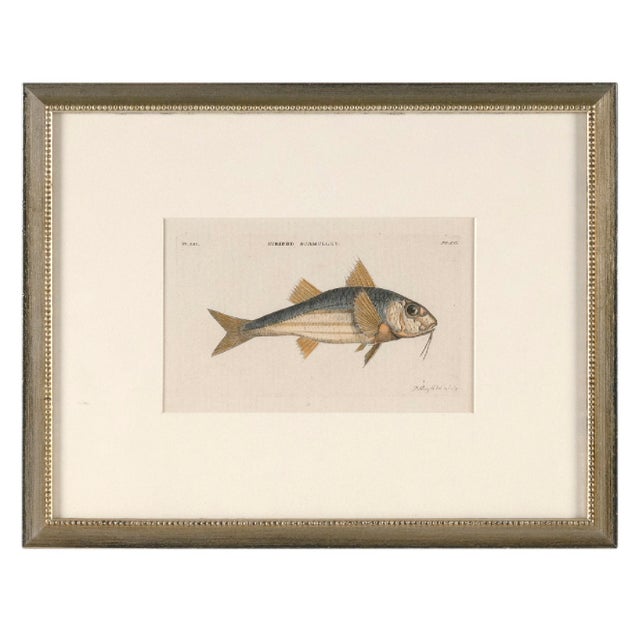 Illustration Three 18th Century Color Engraved Fish Plates, Peter Mazell United Kingdom, Active 1761-1797 For Sale - Image 3 of 11