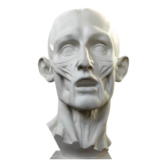 Jean-Antoine Houdon, Flayed Man, 20th Century, Plaster Cast For Sale