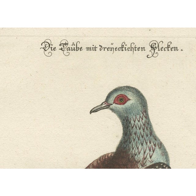 Paper After George Edwards, Pigeon, Copperplate Engraving, 1770 For Sale - Image 7 of 9