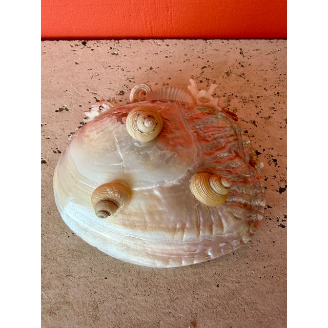 CSS Seashell "What-Not" Oyster Dish For Sale In West Palm - Image 6 of 6