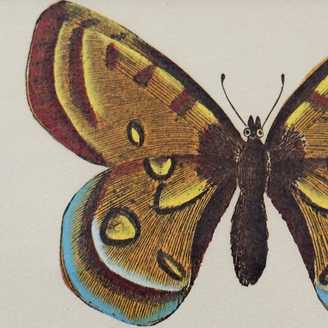Vintage Le P. Apollon Butterfly Natural History Print French Entomology For Sale - Image 4 of 7
