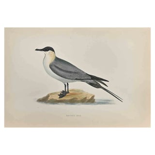 Alexander Francis Lydon, Buffon's Skua, Woodcut Print, 1870 For Sale