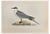 Alexander Francis Lydon, Buffon's Skua, Woodcut Print, 1870 For Sale