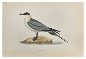 Alexander Francis Lydon, Buffon's Skua, Woodcut Print, 1870