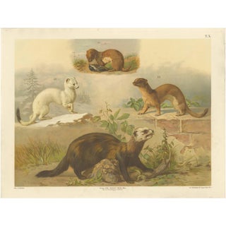 Large Antique Zoology Poster, 1880 For Sale