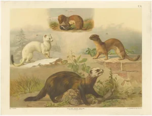 Large Antique Zoology Poster, 1880