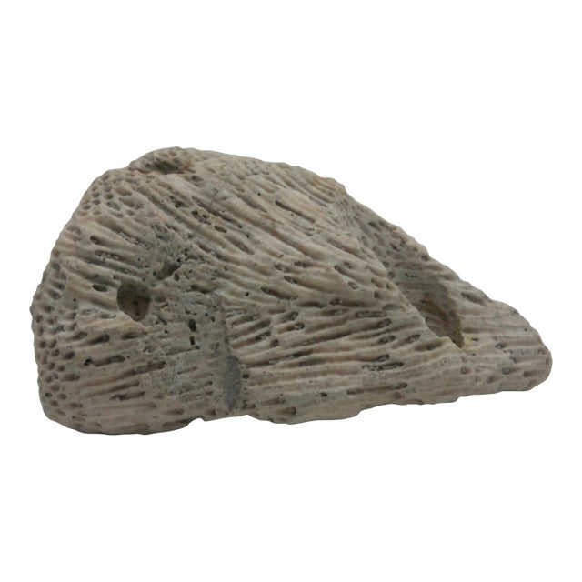 Large Fossilized Brain Coral Specimen Nautical Sea Creature Art Beach For Sale