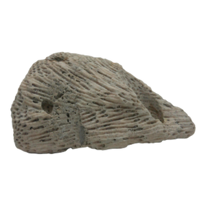 Large Fossilized Brain Coral Specimen Nautical Sea Creature Art Beach