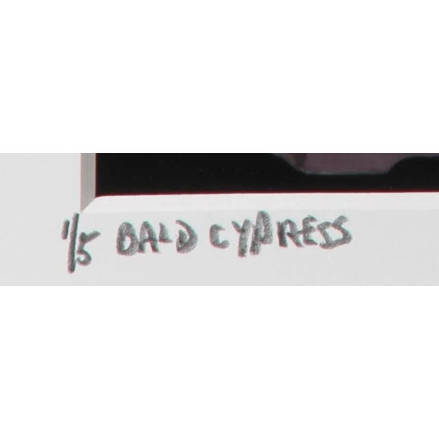 Bald Cypress, Jonathan Singer For Sale - Image 4 of 5