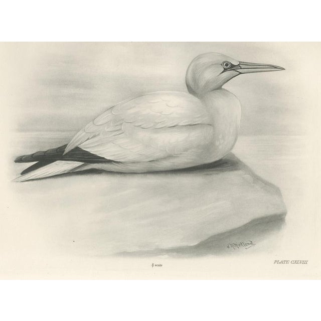 After Lilian Medland, Gannet, 1909, Print For Sale - Image 12 of 12