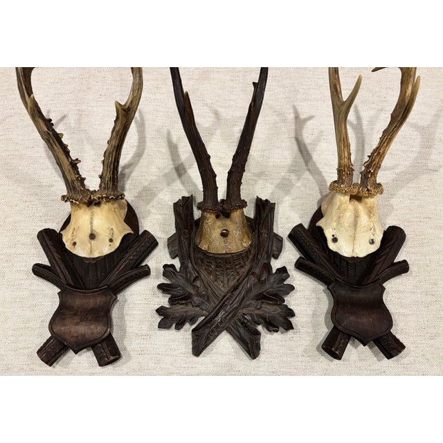 Collection of Antique Black Forest Roe Deer Trophy Antler Mounts - Set of 3 For Sale - Image 13 of 17