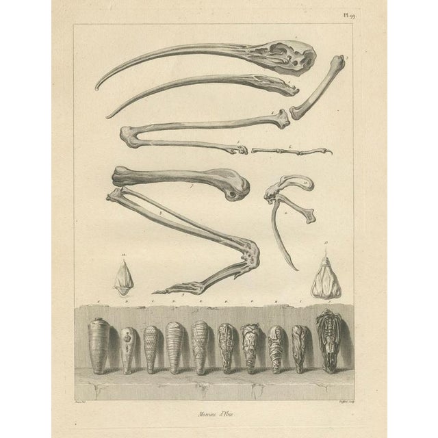 This finely engraved plate depicts a remarkable selection of mummified ibis birds alongside skeletal remains and...