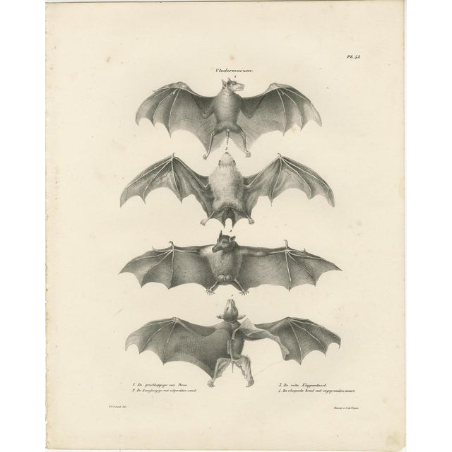 The series of lithographs depicting bats ("Vledermuizen") by Cornelis Christiaan Antonie Last were published as part of a...