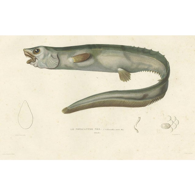 Deep-Sea Spiny Eel, 1845, Paper For Sale - Image 3 of 4