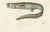 Deep-Sea Spiny Eel, 1845, Paper For Sale - Image 3 of 4
