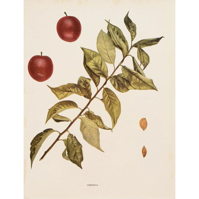 Paper 1900s U. P. Hedrick, Original Antique Photogravure of America Plums For Sale - Image 7 of 7
