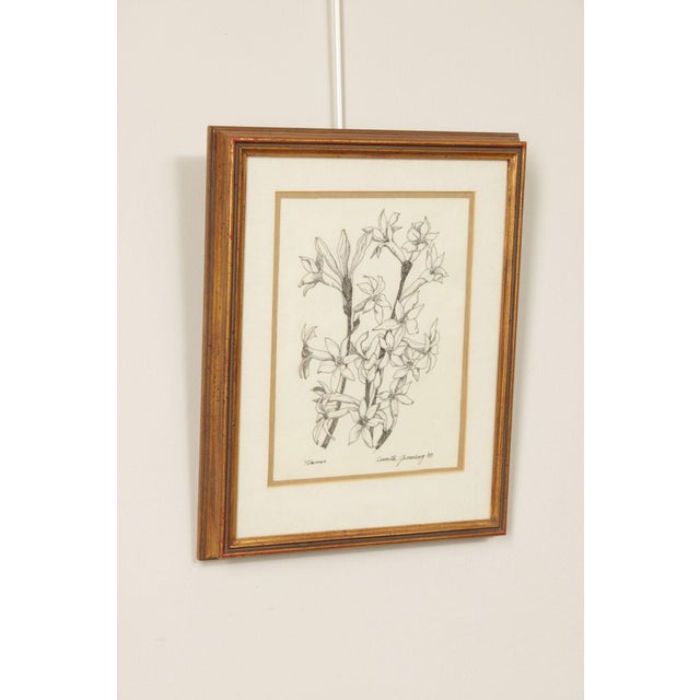 Traditional Davetta Greenberg Pen and Ink Drawing, 'Tuberoses' For Sale - Image 3 of 12