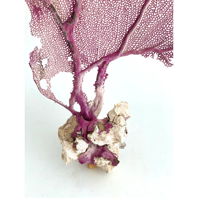 Chinoiserie Natural Purple Sea Fan Coastal Decor For Sale - Image 3 of 6