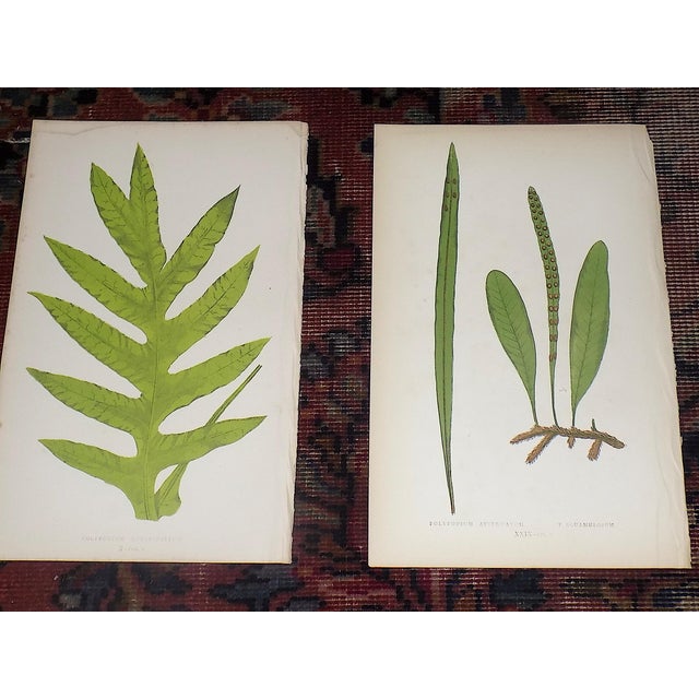 Antique 19th Century Botanical Wood Engravings - Ferns - Set of 12 For Sale - Image 4 of 8