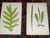 Antique 19th Century Botanical Wood Engravings - Ferns - Set of 12 For Sale - Image 4 of 8