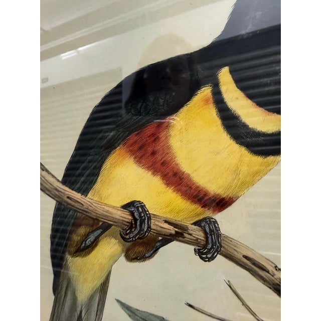 Mid 19th Century Original Mid-19th-Century John Gould “Pteroglossus Poecilosternus” Hand-Colored Toucan Lithograph For Sale - Image 5 of 9