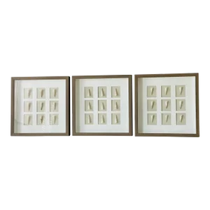 Organic Modern Coastal Sea Shells in Shadow Boxes - Set of 3