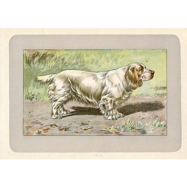 Original antique chromolithograph Dog print from an early 1900s guide to Dogs and Game published by a French manufacturer...