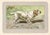 Original antique chromolithograph Dog print from an early 1900s guide to Dogs and Game published by a French manufacturer...