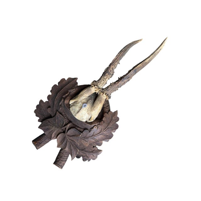 Roe Deer Trophy 240 Black Forest Antlers Decor For Sale - Image 4 of 5
