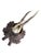 Roe Deer Trophy 240 Black Forest Antlers Decor For Sale - Image 4 of 5