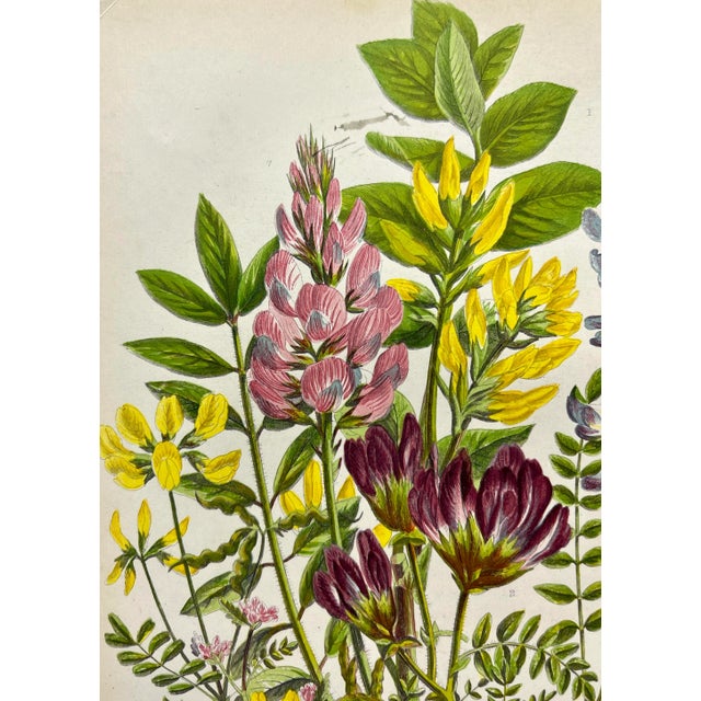 Late 19th Century Antique W. Dickes & Co. Botanical Print From England Showcasing Several Varieties of Milk Vetch Flowers, Common Bird's Foot & Saint Fain - Circa 1870 For Sale - Image 5 of 12