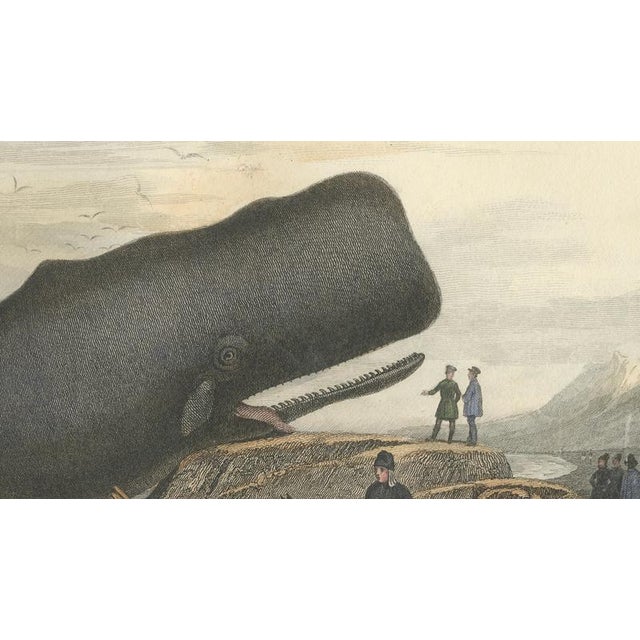 Mid 19th Century After Édouard Traviès, The Cylindrical Physale (Sperm Whale), 1840, Hand-Colored Engraving For Sale - Image 5 of 10